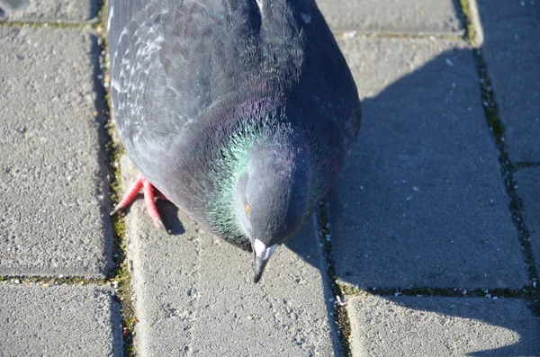 회색 비둘기. 아름 다운 비둘기 닫 다. — 스톡 사진