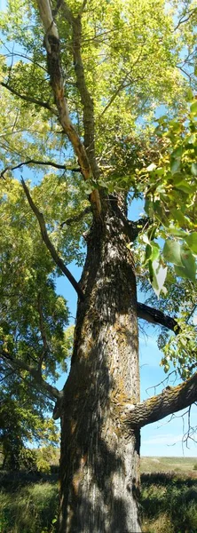 Вид на дерево — стоковое фото