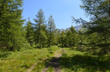 Altay Dağları için seyahat