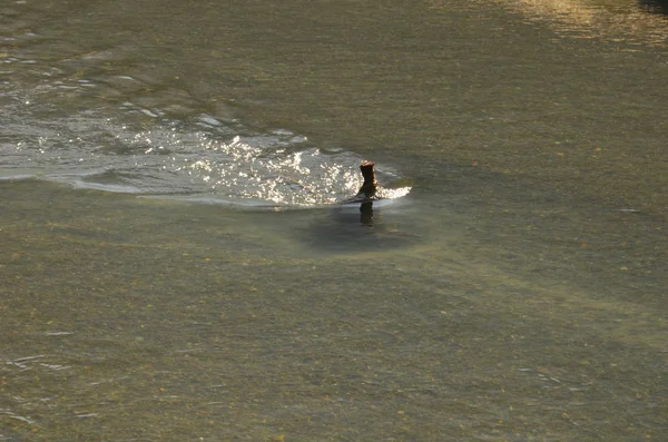 Altay Dağları için seyahat