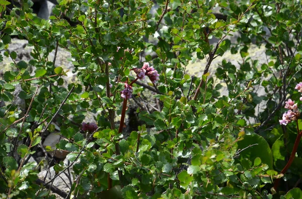 Abedul enano Betula nana — Foto de Stock