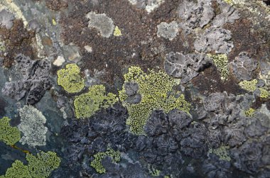 Ağaç kabuğu doku moss ile closeup