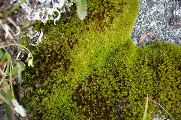 Closeup of a tree bark texture with moss — Stock Photo, Image