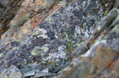 Ağaç kabuğu doku moss ile closeup