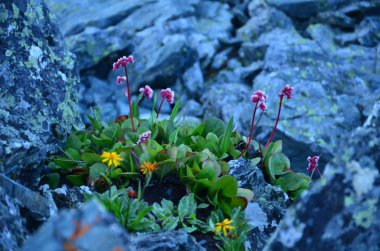 Tephroseris turczaninowii ön planda