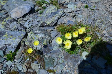Çiçek Trollius. Açık çiçek Trollius