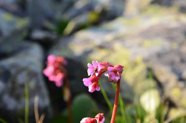 Flor Bergenia crassifolia — Foto de Stock