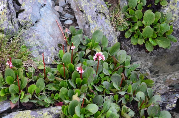Flower Bergenia crassisfolia — стоковое фото