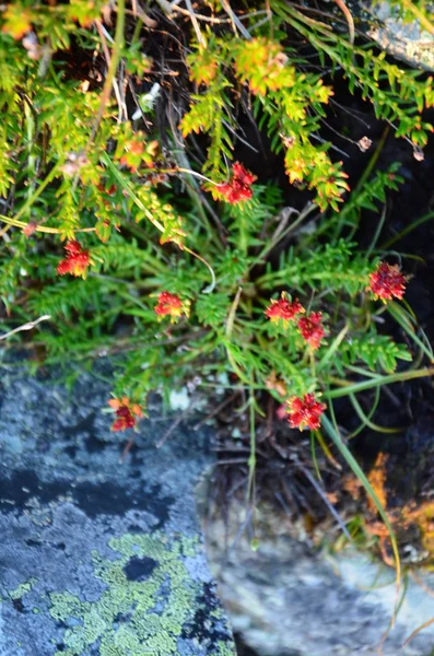 Rhodiola quadrifida, rare mountain medicinal plant — Stock Photo, Image