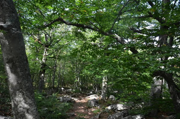 Cuevas Piedra Caliza Península Crimea — Foto de Stock