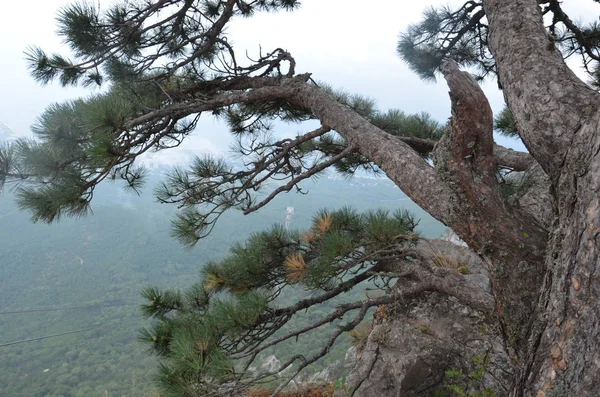 雾的 Ai Petri 岩石 — 图库照片