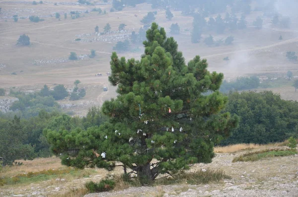 Brouillard sur les rochers d'Ai Petri — Photo