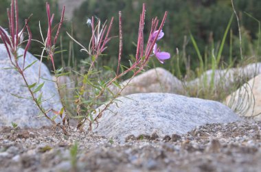 Dağlar Chamaenerion colchicum çiçeklenir