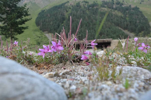 Цветы в горах Chamaenerion colchicum — стоковое фото