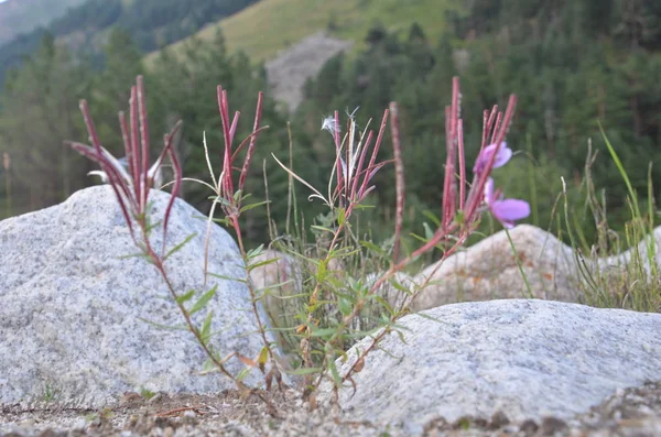 Blommor i bergen Chamaenerion colchicum — Stockfoto