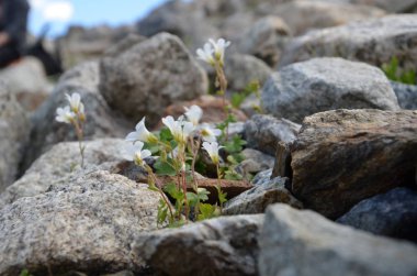 Elbruz Dağı eteklerinde