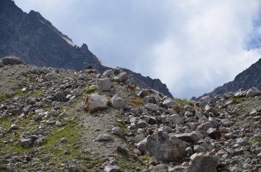 Elbruz Dağı eteklerinde