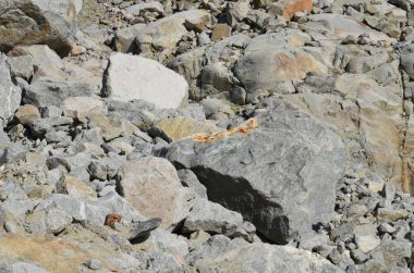 Elbruz Dağı eteklerinde