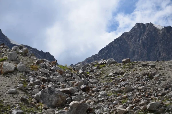 Elbruz Dağı eteklerinde