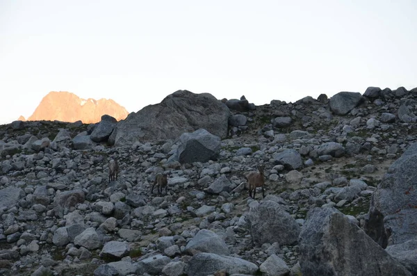 Dans les contreforts du mont Elbrus — Photo