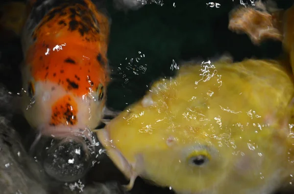 Carpa chique ou peixes Koi nadando na lagoa — Fotografia de Stock