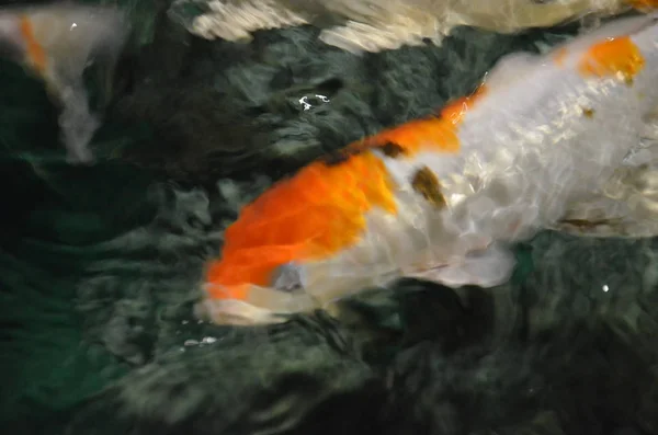 Carpa de lujo o peces Koi nadando en el estanque —  Fotos de Stock