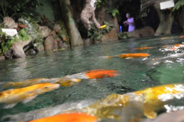 Süslü sazan ya da Koi balık gölde Yüzme