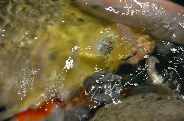 Carpa chique ou peixes Koi nadando na lagoa — Fotografia de Stock