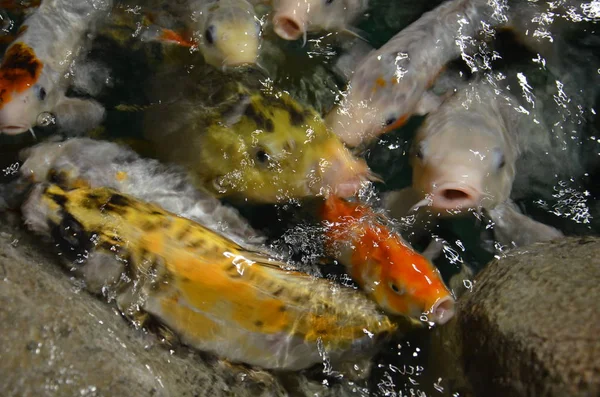 Carpa chique ou peixes Koi nadando na lagoa — Fotografia de Stock