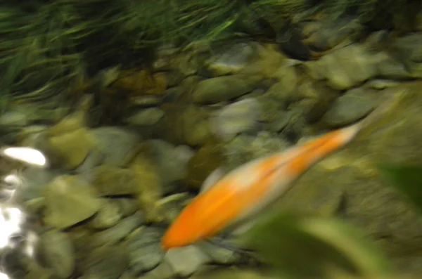 Carpa de lujo o peces Koi nadando en el estanque —  Fotos de Stock