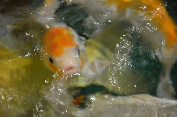 Carpa de lujo o peces Koi nadando en el estanque —  Fotos de Stock