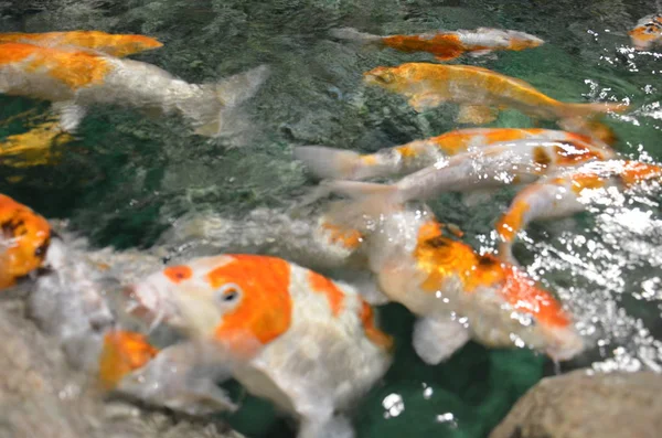 Carpa de lujo o peces Koi nadando en el estanque —  Fotos de Stock