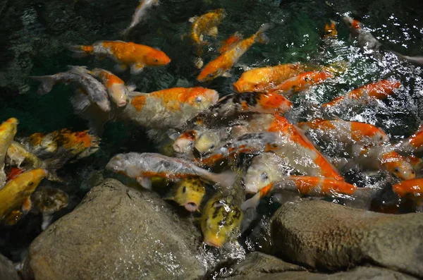 派手な鯉や池に泳ぐ鯉魚 — ストック写真