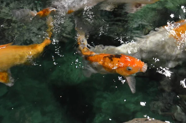 Φανταχτερό κυπρίνος ή Koi ψάρια κολύμπι σε λίμνη — Φωτογραφία Αρχείου