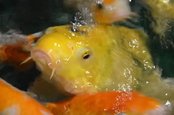 Carpa de lujo o peces Koi nadando en el estanque —  Fotos de Stock