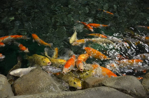 Carpa chique ou peixes Koi nadando na lagoa — Fotografia de Stock