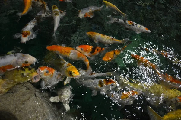 派手な鯉や池に泳ぐ鯉魚 — ストック写真