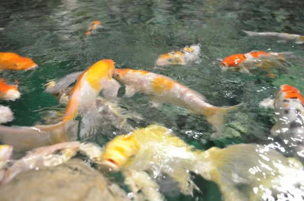 멋진 잉어 또는 Koi 물고기는 연못에서 수영 — 스톡 사진