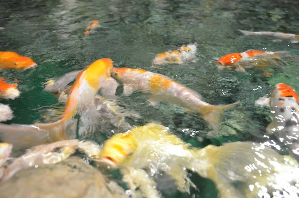 Carpa chique ou peixes Koi nadando na lagoa — Fotografia de Stock