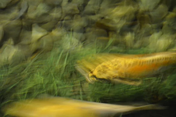 Carpa chique ou peixes Koi nadando na lagoa — Fotografia de Stock