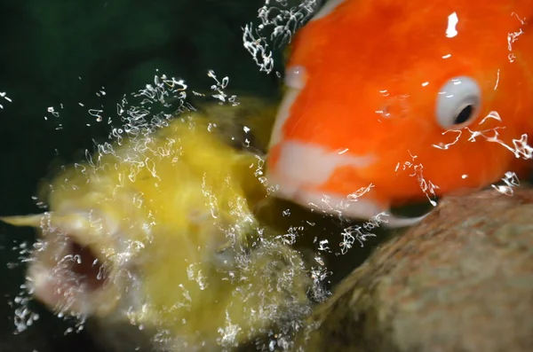 Fantazyjne karpia lub Koi ryb, pływanie na staw — Zdjęcie stockowe