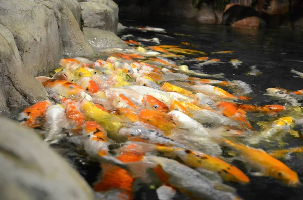 派手な鯉や池に泳ぐ鯉魚 — ストック写真