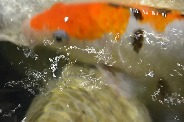 Carpa chique ou peixes Koi nadando na lagoa — Fotografia de Stock