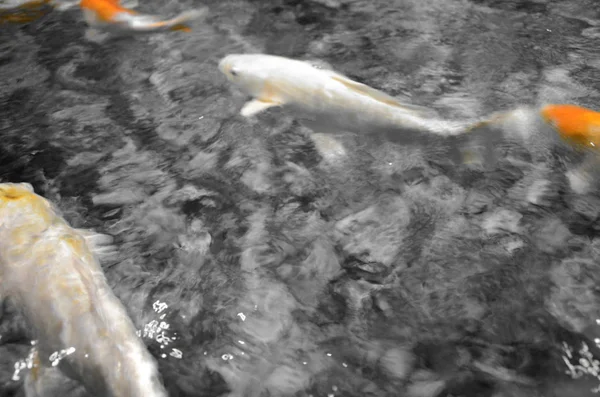 Причудливый карп или рыба кои, плавающая у пруда — стоковое фото