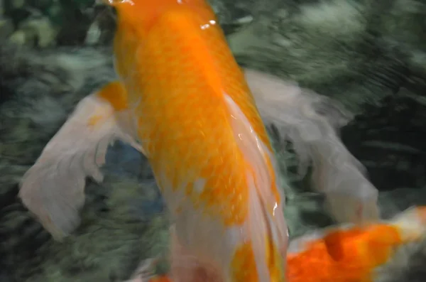 Carpa de lujo o peces Koi nadando en el estanque —  Fotos de Stock