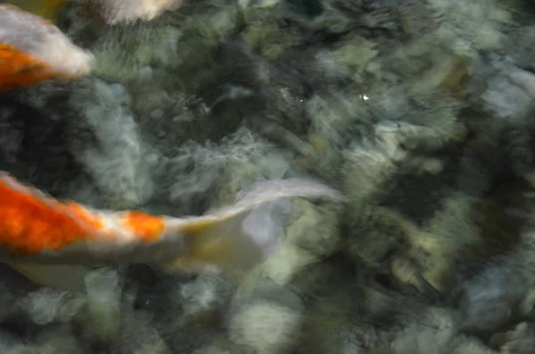 Причудливый карп или рыба кои, плавающая у пруда — стоковое фото