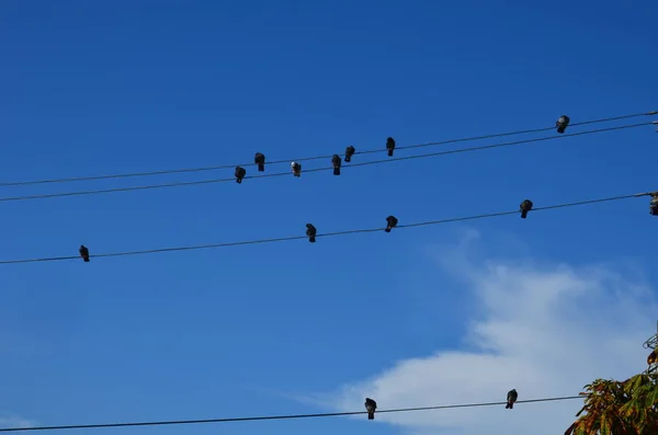 Gruppe von Vögeln sitzt an Drähten gegen den Himmel wie Noten — Stockfoto