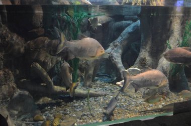 Tropikal balık cam altında