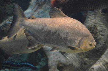 Tropikal balık cam altında