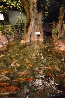 Tropikal balık cam altında